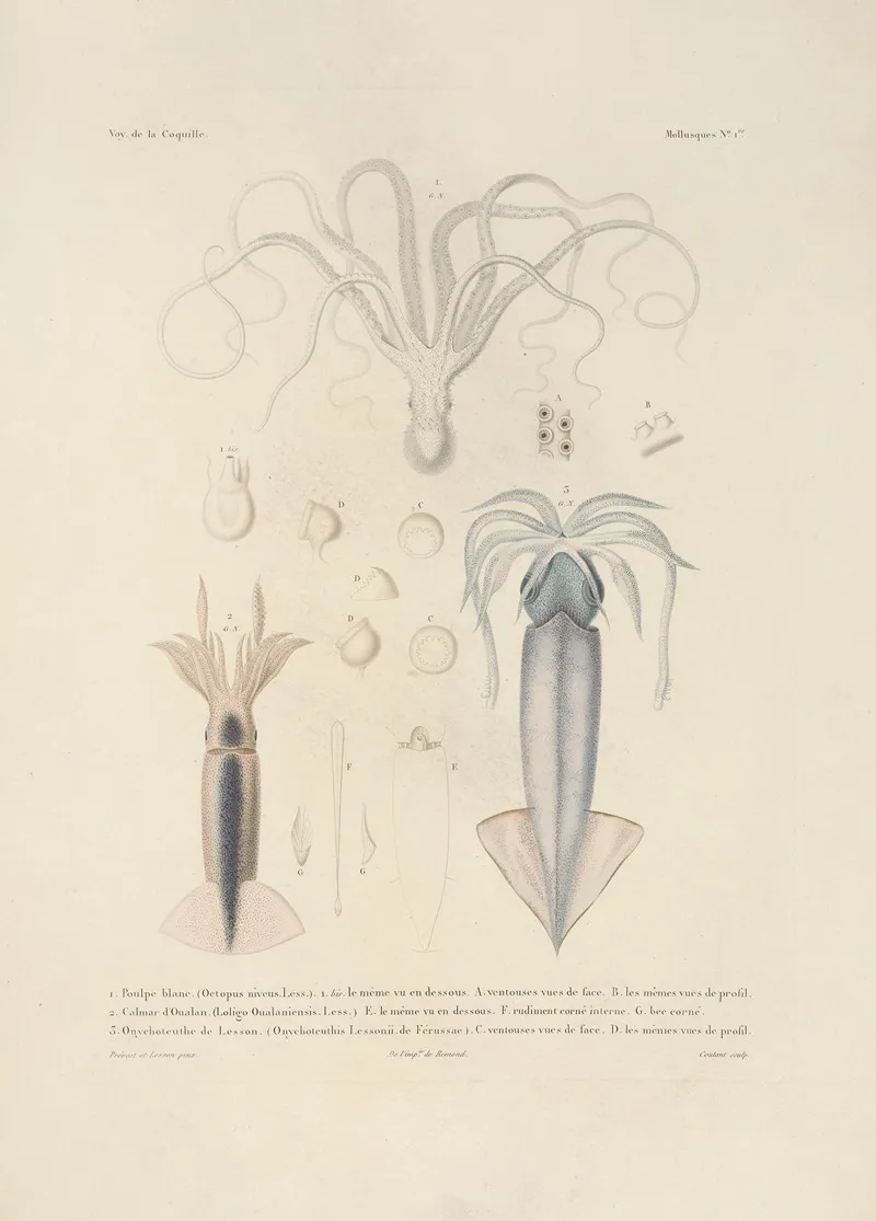 Voyage Autour Du Monde Pl 046 Wall Art by Louis-Isidore Duperrey - High-Resolution Digital Print