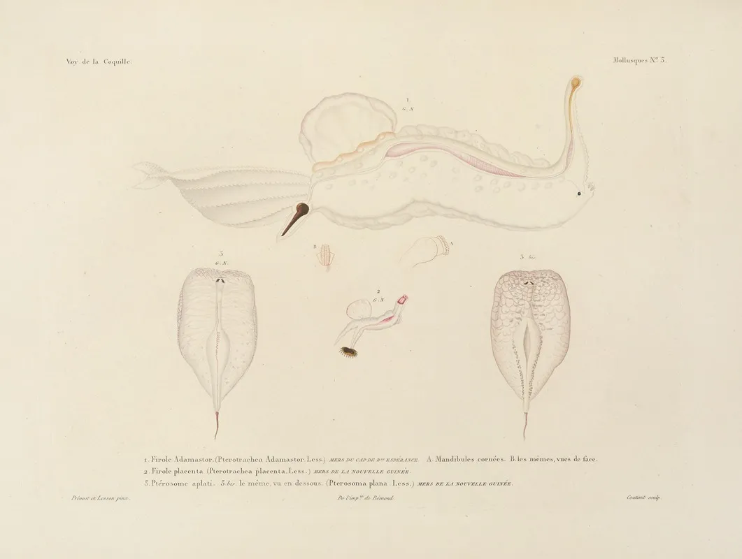 Voyage Autour Du Monde Pl 048 Wall Art by Louis-Isidore Duperrey - High-Resolution Digital Print