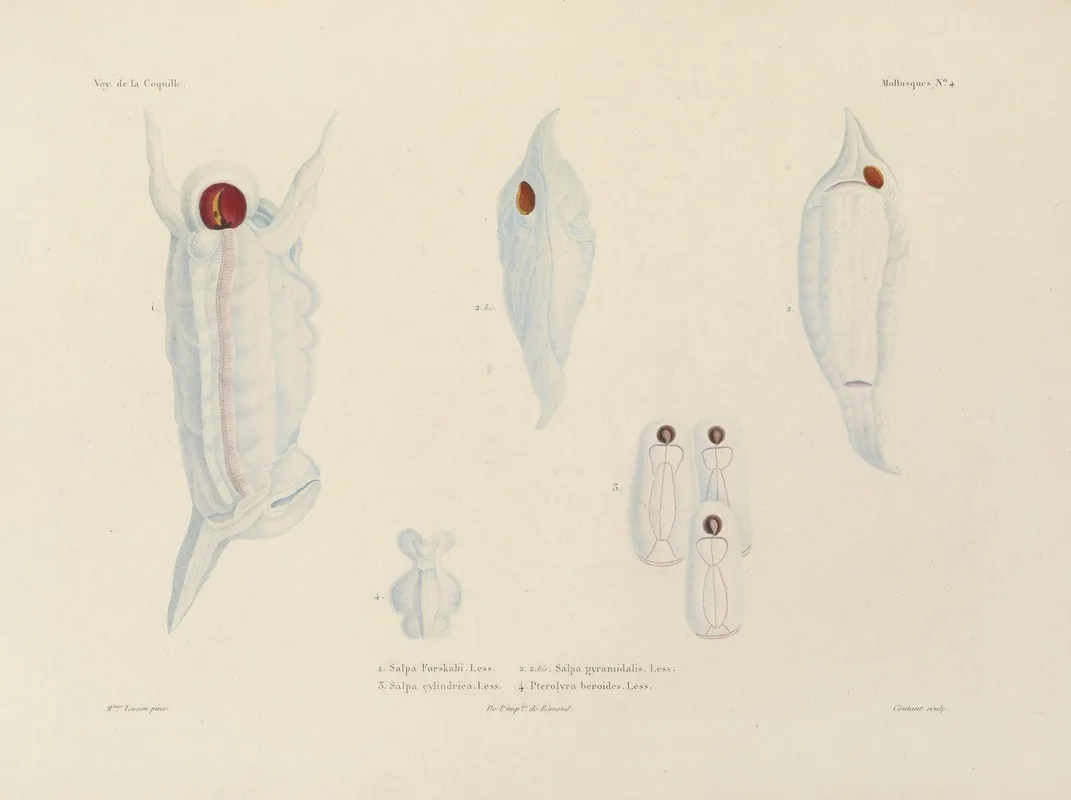 Voyage Autour Du Monde Pl 049 Wall Art by Louis-Isidore Duperrey - High-Resolution Digital Print