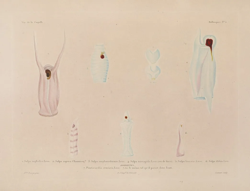 Voyage Autour Du Monde Pl 050 Wall Art by Louis-Isidore Duperrey - High-Resolution Digital Print