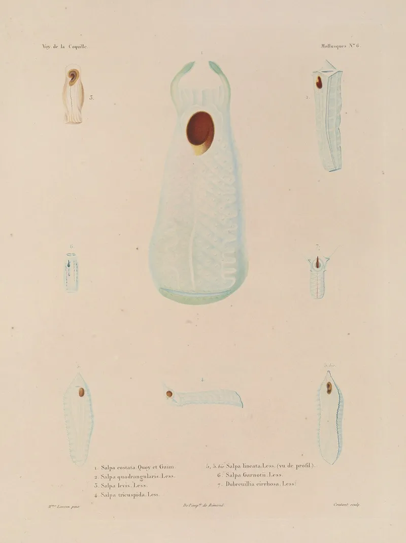 Voyage Autour Du Monde Pl 051 Wall Art by Louis-Isidore Duperrey - High-Resolution Digital Print