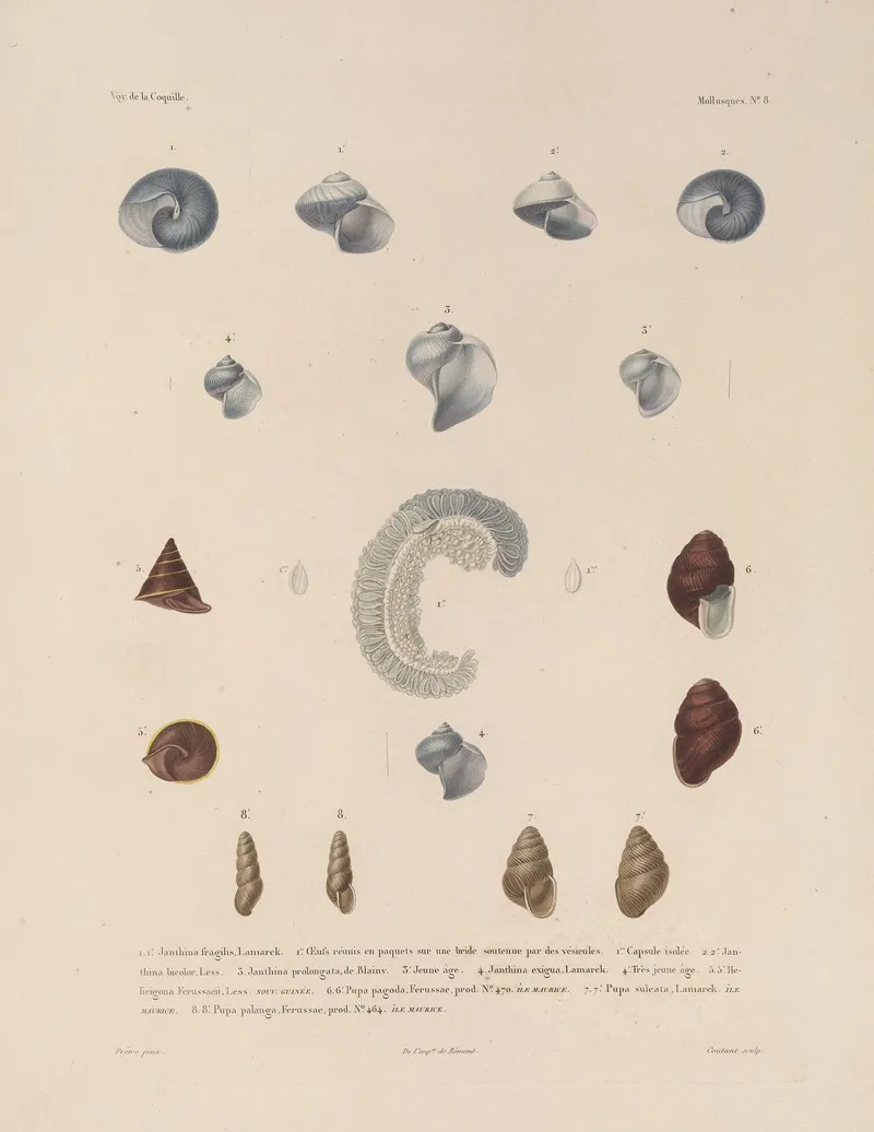 Voyage Autour Du Monde Pl 053 Wall Art by Louis-Isidore Duperrey - High-Resolution Digital Print