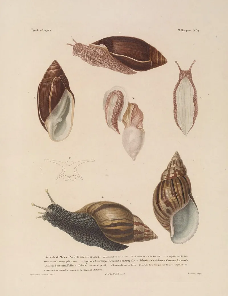 Voyage Autour Du Monde Pl 054 Wall Art by Louis-Isidore Duperrey - High-Resolution Digital Print
