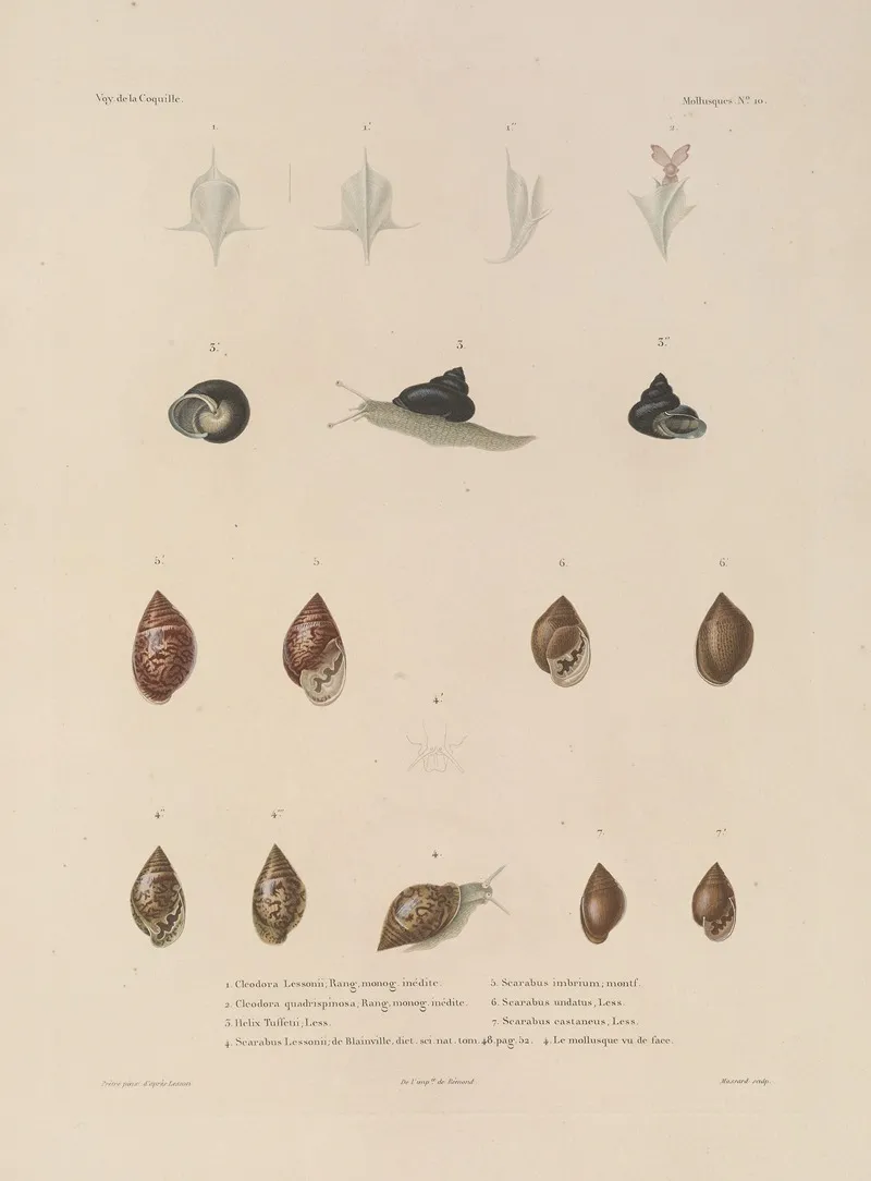 Voyage Autour Du Monde Pl 055 Wall Art by Louis-Isidore Duperrey - High-Resolution Digital Print
