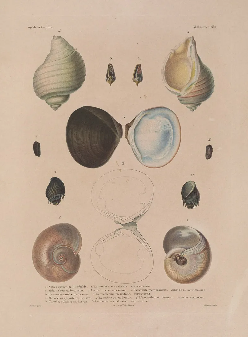 Voyage Autour Du Monde Pl 056 Wall Art by Louis-Isidore Duperrey - High-Resolution Digital Print