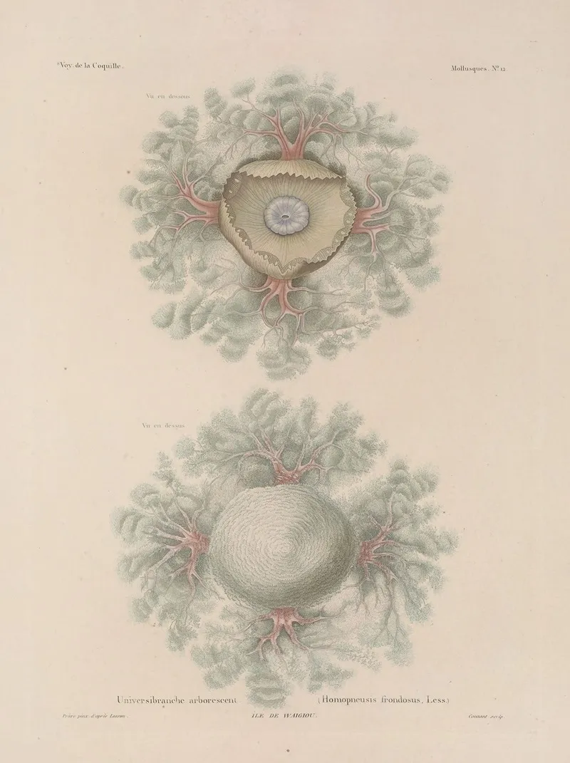 Voyage Autour Du Monde Pl 057 Wall Art by Louis-Isidore Duperrey - High-Resolution Digital Print