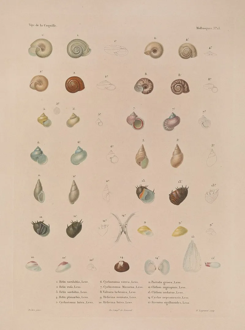 Voyage Autour Du Monde Pl 058 Wall Art by Louis-Isidore Duperrey - High-Resolution Digital Print