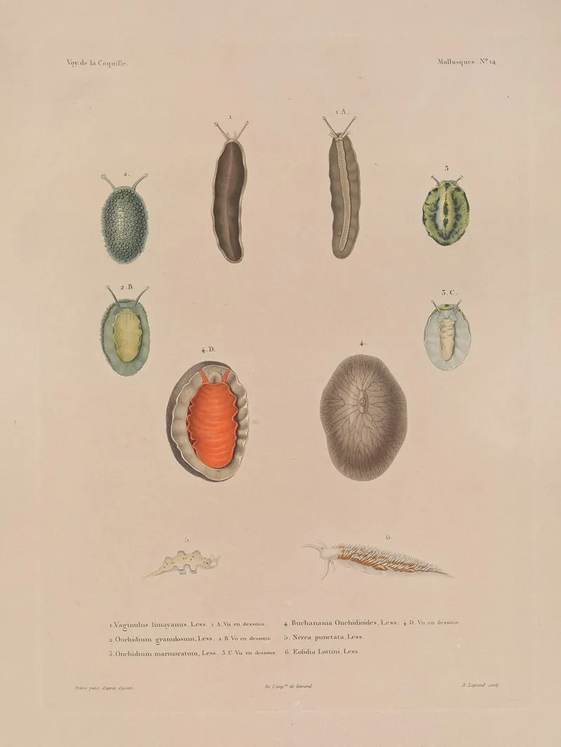 Voyage Autour Du Monde Pl 059 Wall Art by Louis-Isidore Duperrey - High-Resolution Digital Print