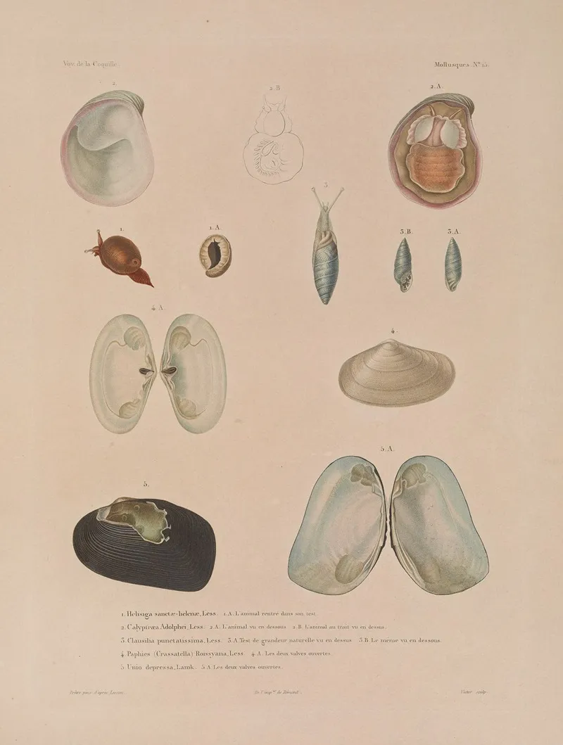 Voyage Autour Du Monde Pl 060 Wall Art by Louis-Isidore Duperrey - High-Resolution Digital Print