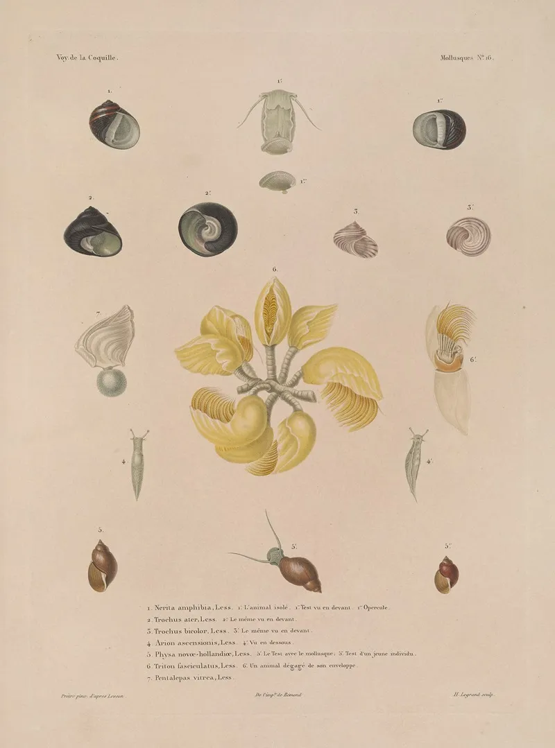 Voyage Autour Du Monde Pl 061 Wall Art by Louis-Isidore Duperrey - High-Resolution Digital Print