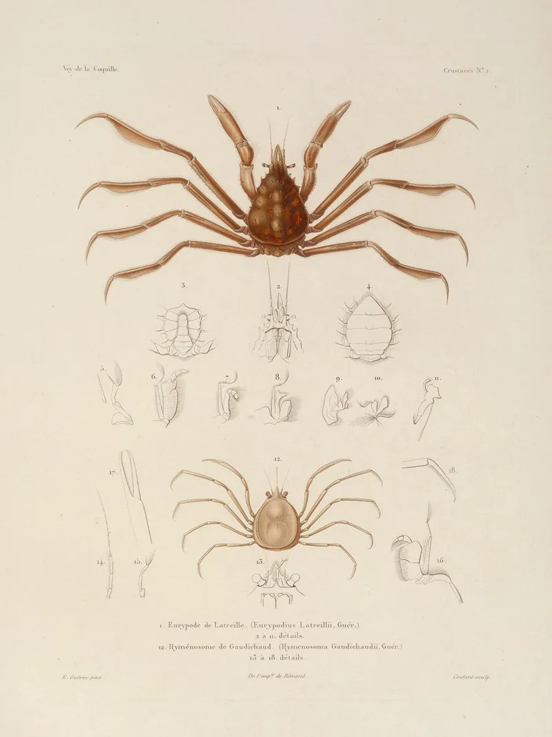 Voyage Autour Du Monde Pl 063 Wall Art by Louis-Isidore Duperrey - High-Resolution Digital Print
