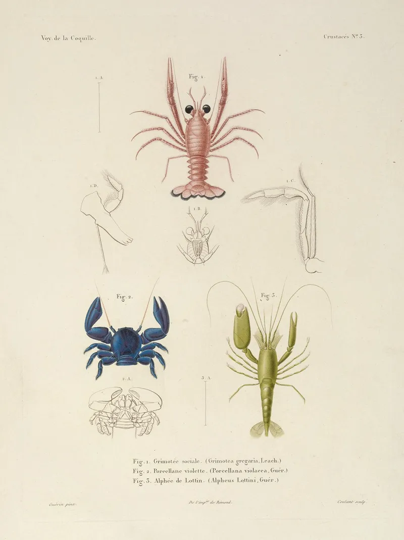 Voyage Autour Du Monde Pl 064 Wall Art by Louis-Isidore Duperrey - High-Resolution Digital Print
