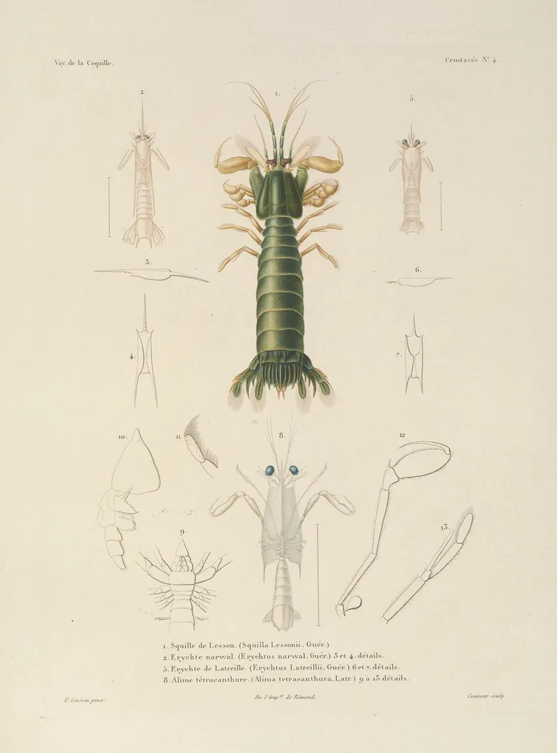 Voyage Autour Du Monde Pl 065 Wall Art by Louis-Isidore Duperrey - High-Resolution Digital Print