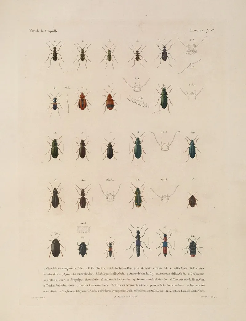 Voyage Autour Du Monde Pl 066 Wall Art by Louis-Isidore Duperrey - High-Resolution Digital Print