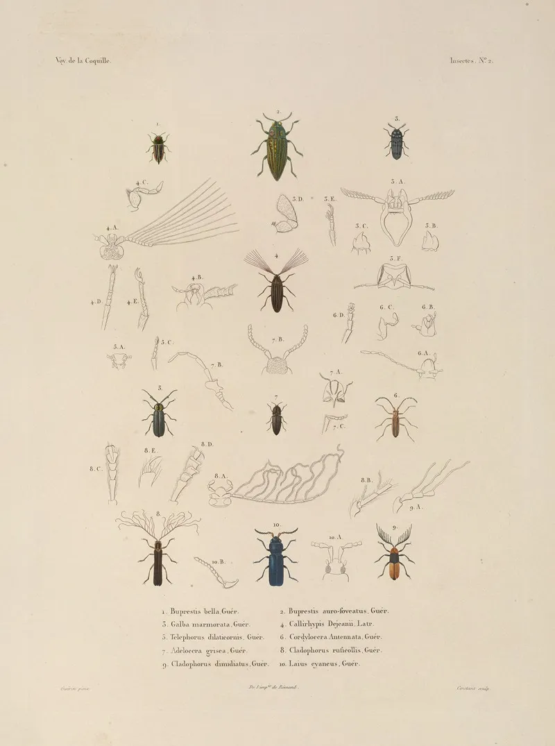 Voyage Autour Du Monde Pl 067 Wall Art by Louis-Isidore Duperrey - High-Resolution Digital Print