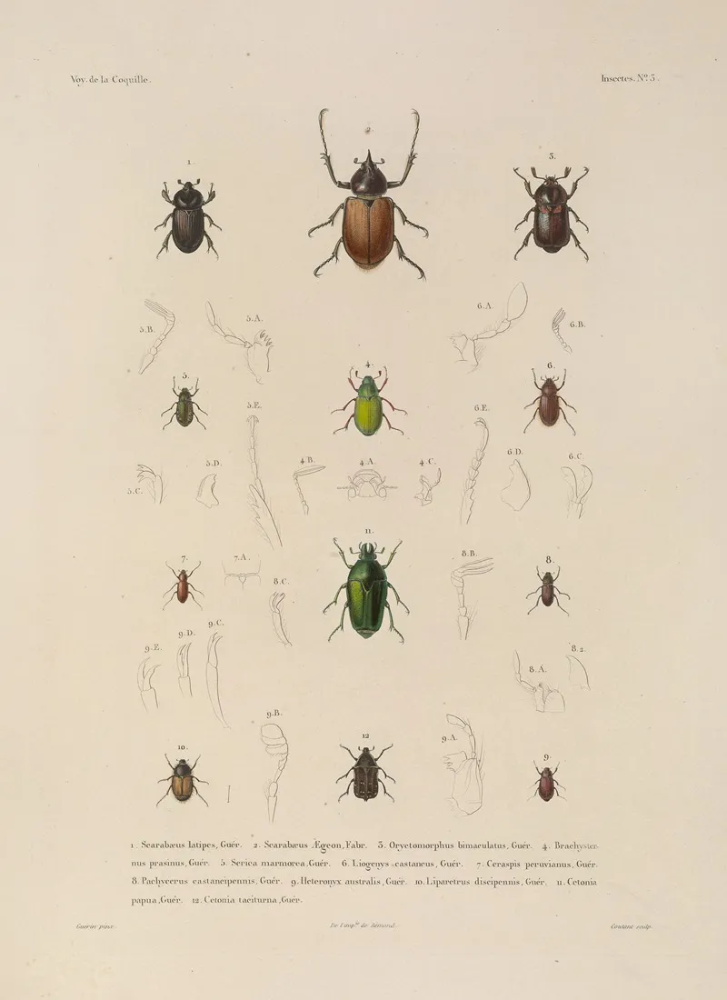 Voyage Autour Du Monde Pl 068 Wall Art by Louis-Isidore Duperrey - High-Resolution Digital Print