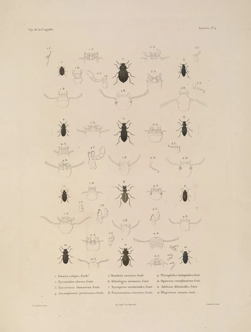 Voyage Autour Du Monde Pl 069 Wall Art by Louis-Isidore Duperrey - High-Resolution Digital Print