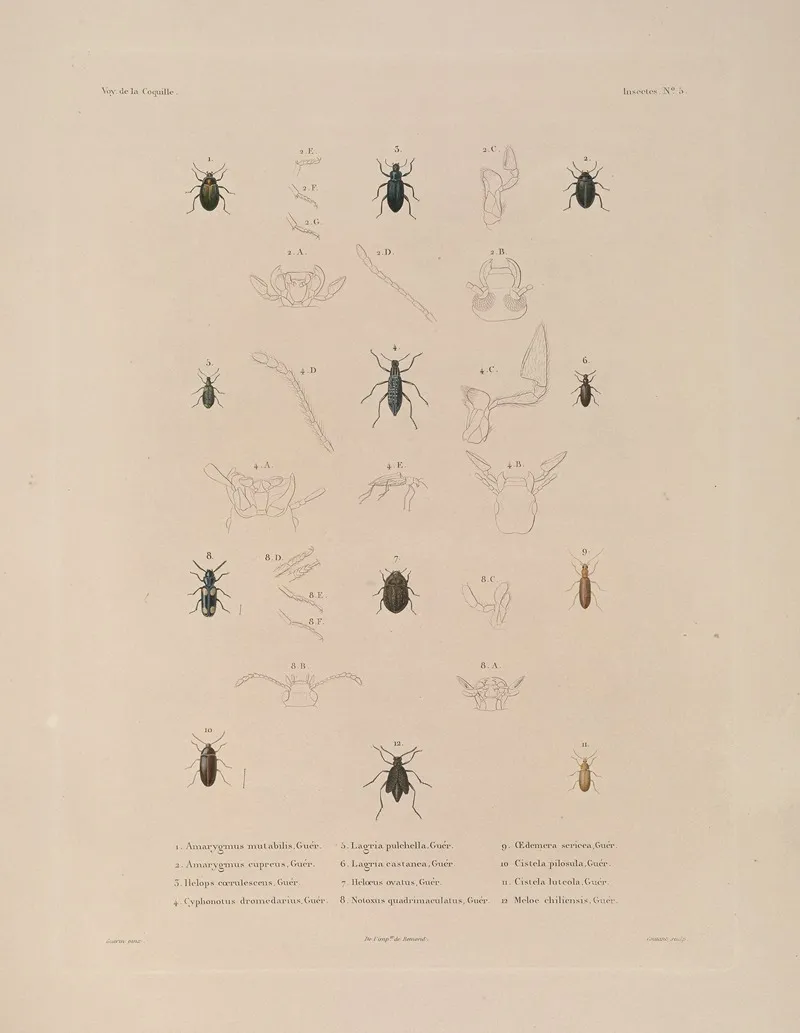 Voyage Autour Du Monde Pl 070 Wall Art by Louis-Isidore Duperrey - High-Resolution Digital Print