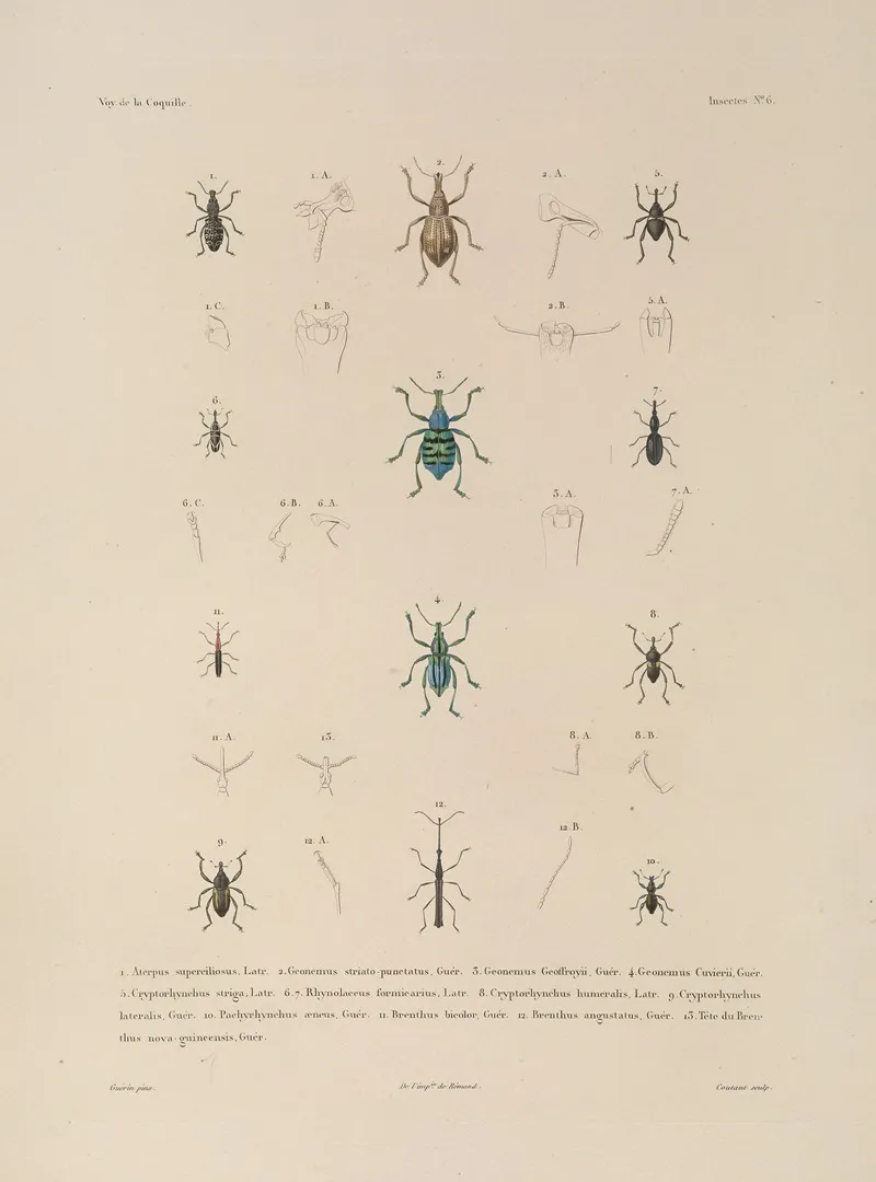 Voyage Autour Du Monde Pl 071 Wall Art by Louis-Isidore Duperrey - High-Resolution Digital Print