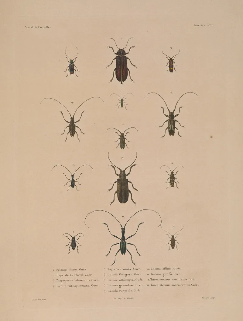 Voyage Autour Du Monde Pl 072 Wall Art by Louis-Isidore Duperrey - High-Resolution Digital Print