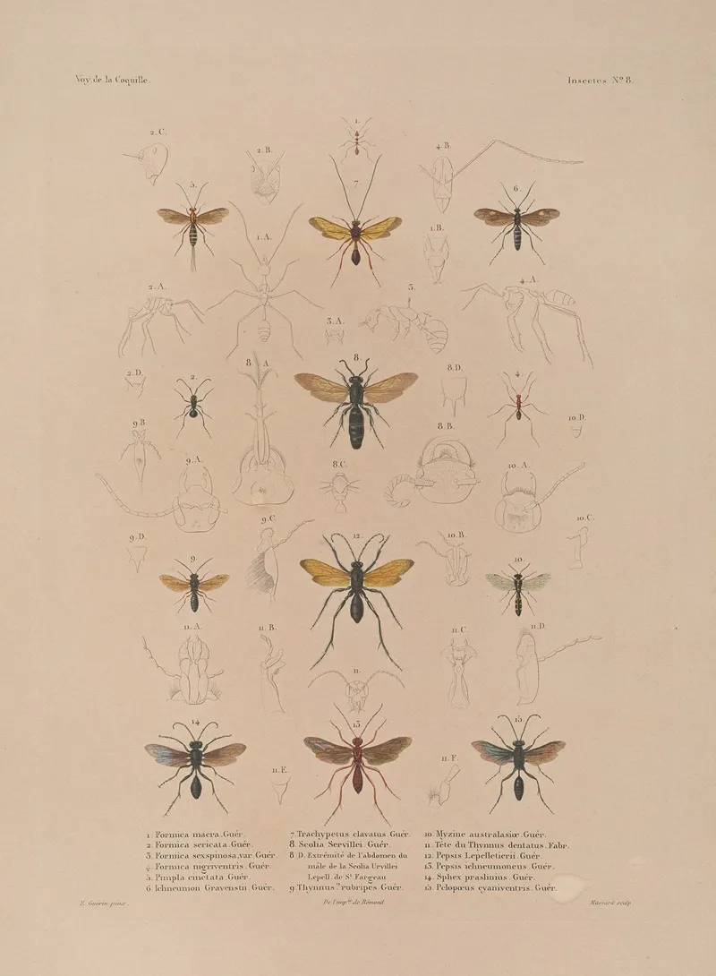 Voyage Autour Du Monde Pl 073 Wall Art by Louis-Isidore Duperrey - High-Resolution Digital Print