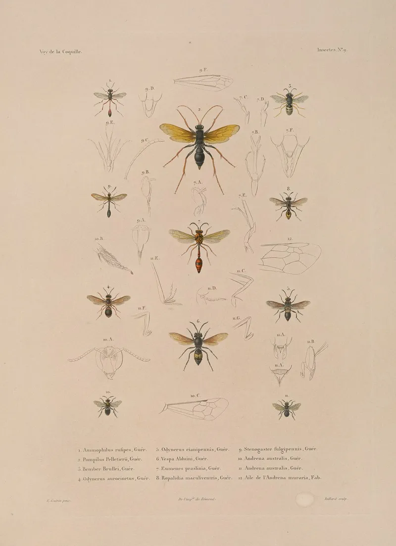 Voyage Autour Du Monde Pl 074 Wall Art by Louis-Isidore Duperrey - High-Resolution Digital Print