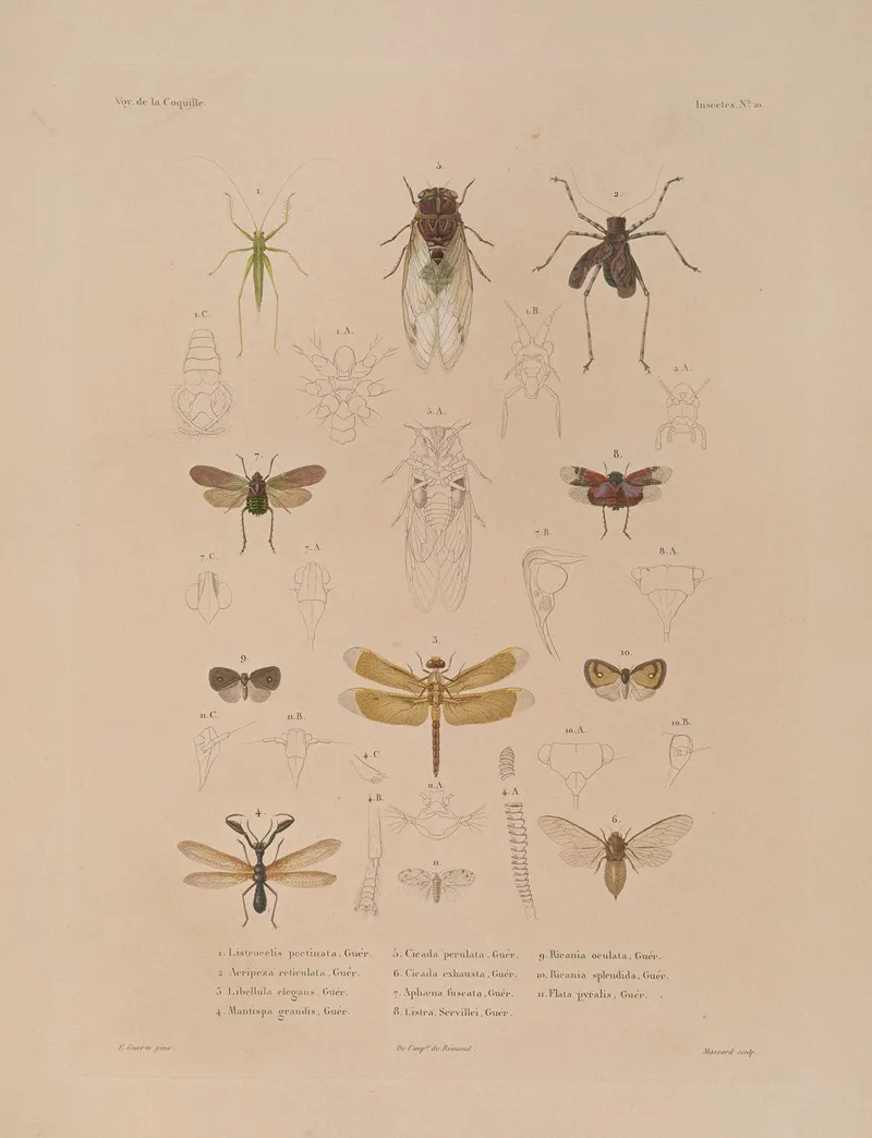 Voyage Autour Du Monde Pl 075 Wall Art by Louis-Isidore Duperrey - High-Resolution Digital Print