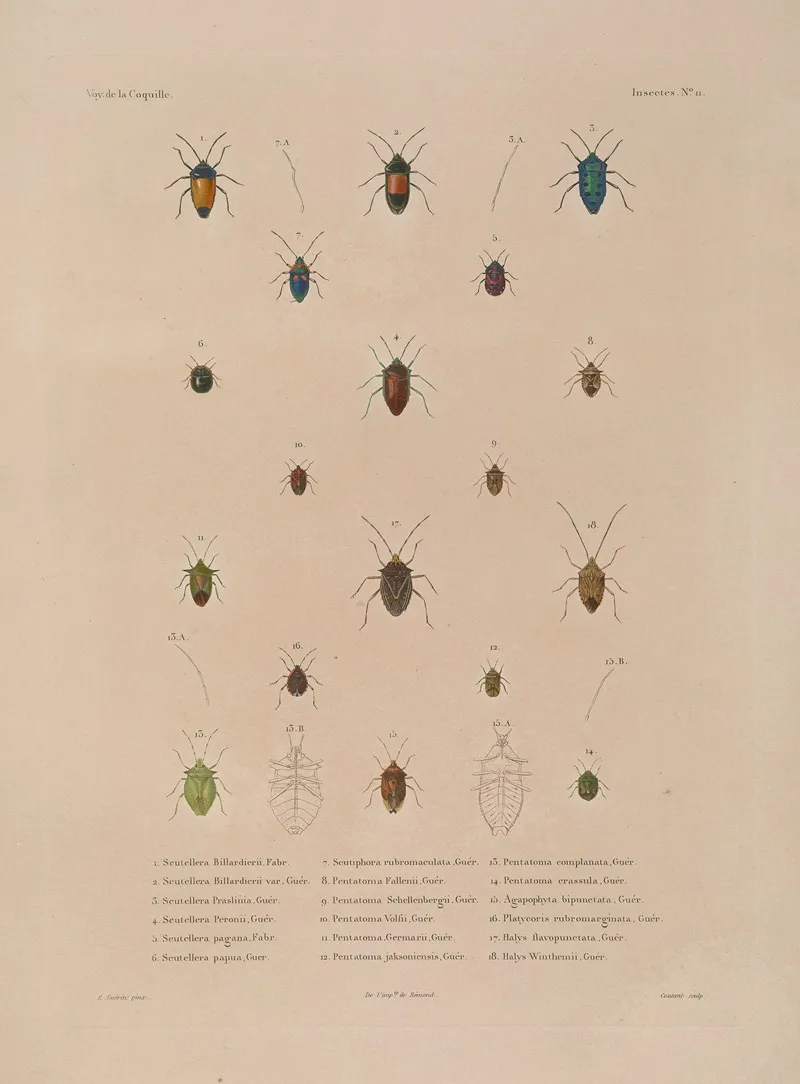 Voyage Autour Du Monde Pl 076 Wall Art by Louis-Isidore Duperrey - High-Resolution Digital Print