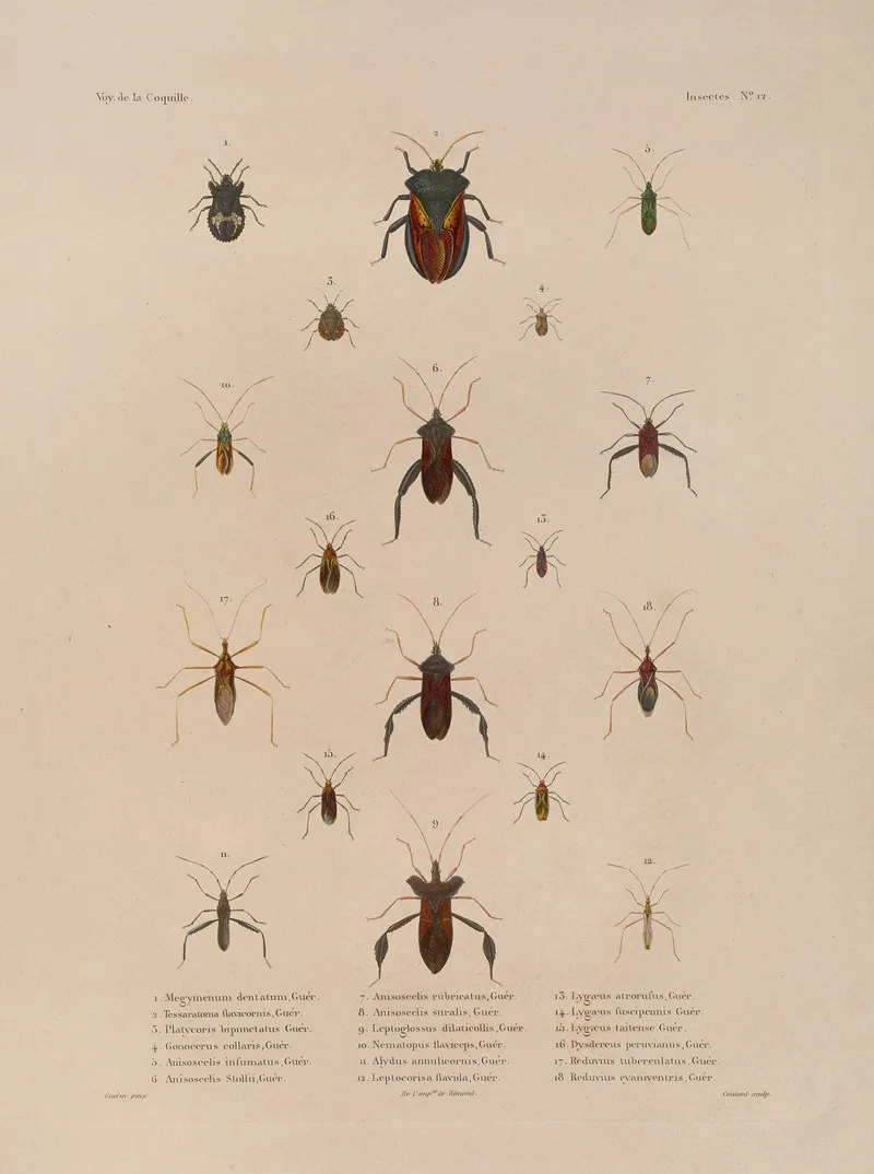 Voyage Autour Du Monde Pl 077 Wall Art by Louis-Isidore Duperrey - High-Resolution Digital Print
