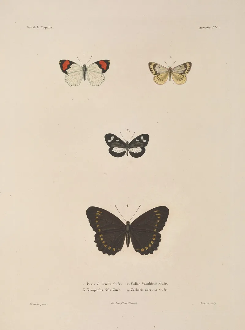 Voyage Autour Du Monde Pl 081 Wall Art by Louis-Isidore Duperrey - High-Resolution Digital Print