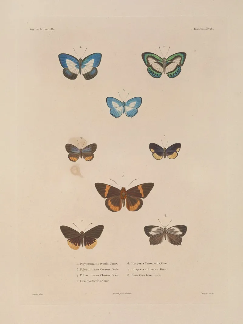 Voyage Autour Du Monde Pl 084 Wall Art by Louis-Isidore Duperrey - High-Resolution Digital Print