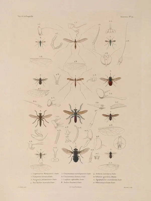 Voyage Autour Du Monde Pl 086 Wall Art by Louis-Isidore Duperrey - High-Resolution Digital Print