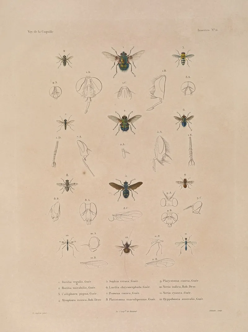 Voyage Autour Du Monde Pl 087 Wall Art by Louis-Isidore Duperrey - High-Resolution Digital Print
