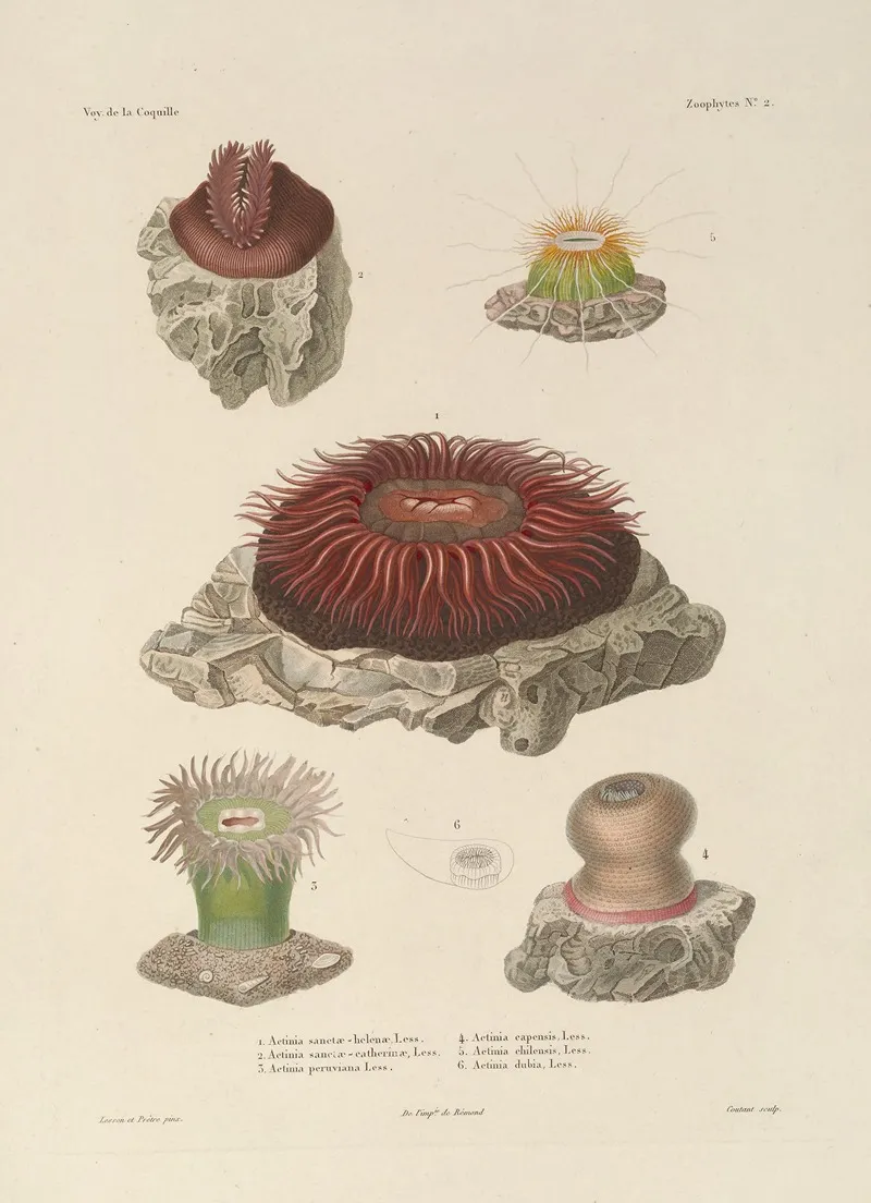 Voyage Autour Du Monde Pl 089 Wall Art by Louis-Isidore Duperrey - High-Resolution Digital Print