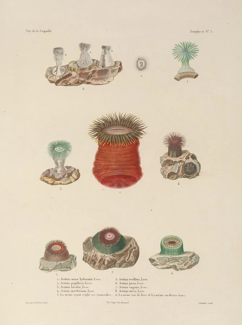 Voyage Autour Du Monde Pl 090 Wall Art by Louis-Isidore Duperrey - High-Resolution Digital Print