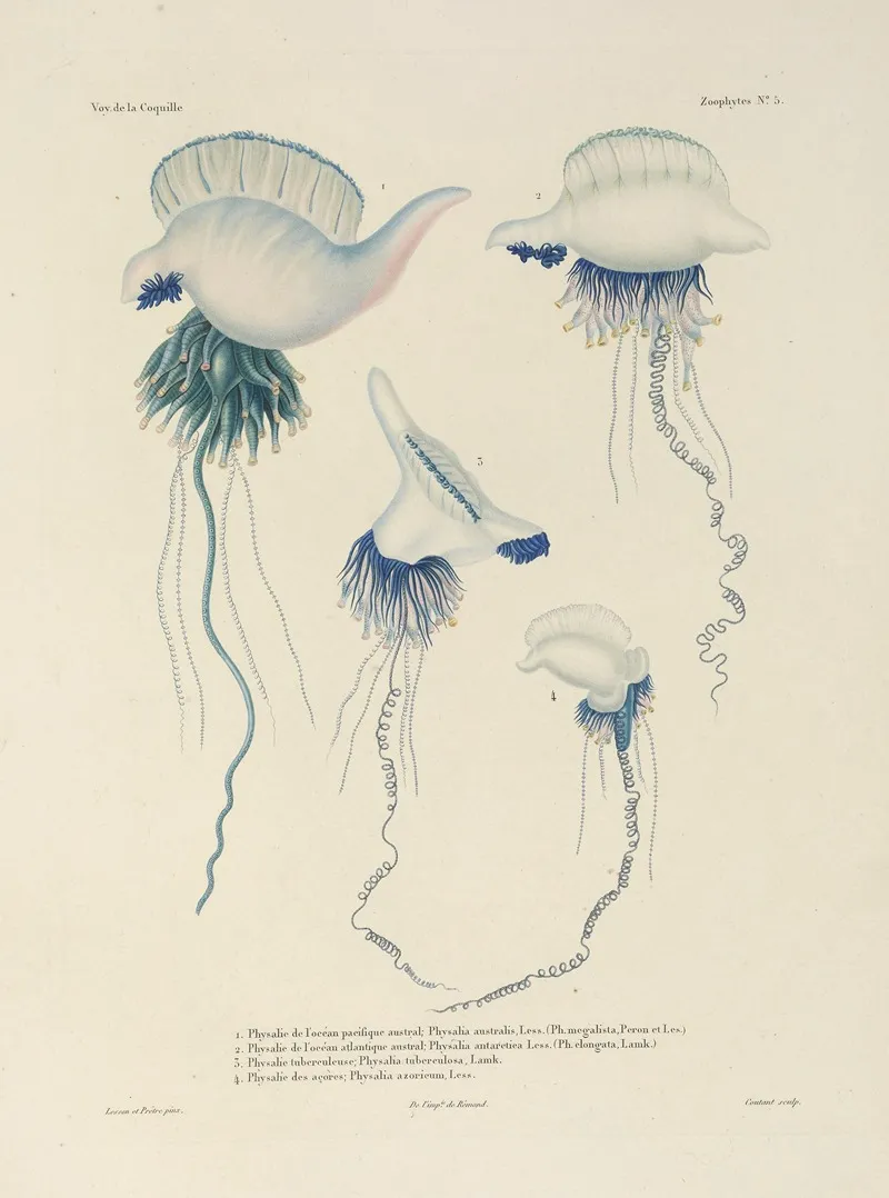 Voyage Autour Du Monde Pl 092 Wall Art by Louis-Isidore Duperrey - High-Resolution Digital Print