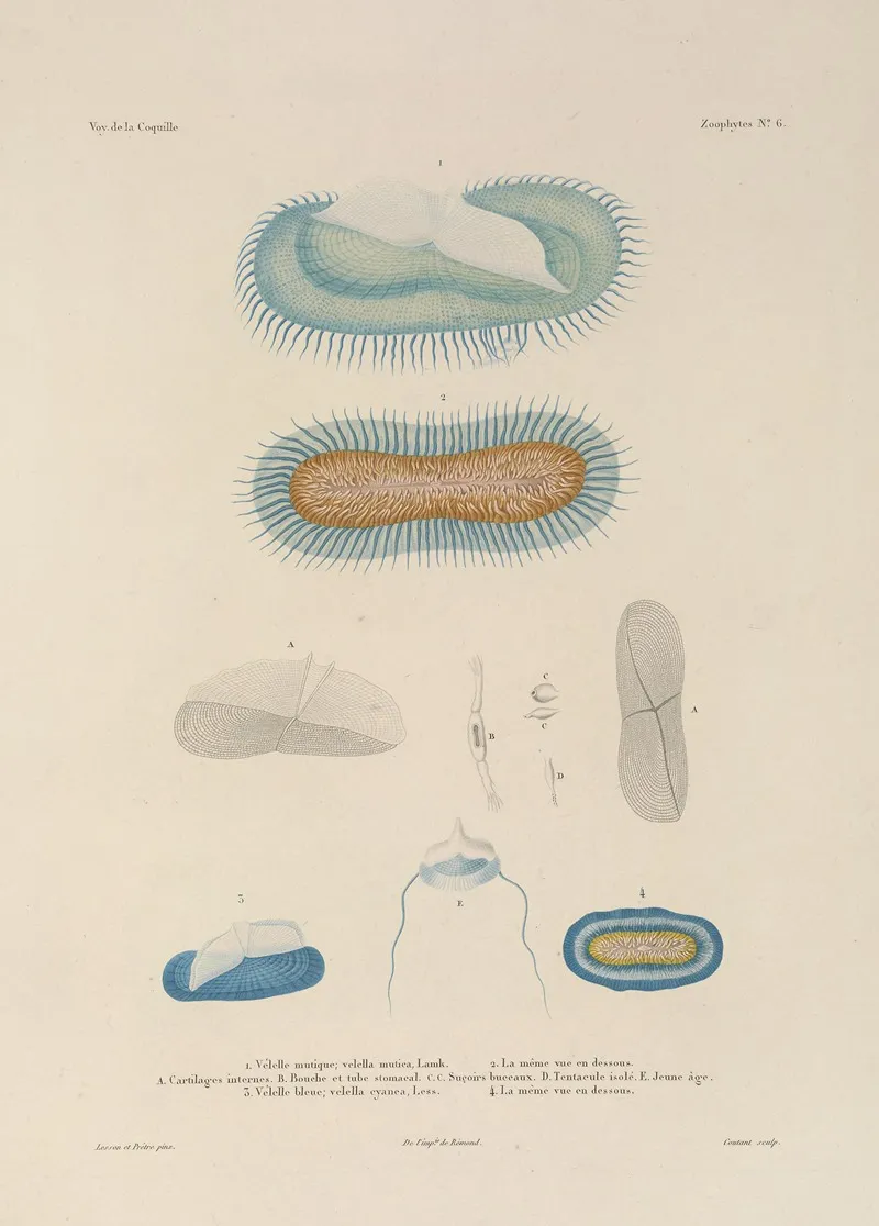 Voyage Autour Du Monde Pl 093 Wall Art by Louis-Isidore Duperrey - High-Resolution Digital Print