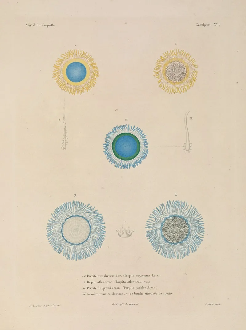 Voyage Autour Du Monde Pl 094 Wall Art by Louis-Isidore Duperrey - High-Resolution Digital Print
