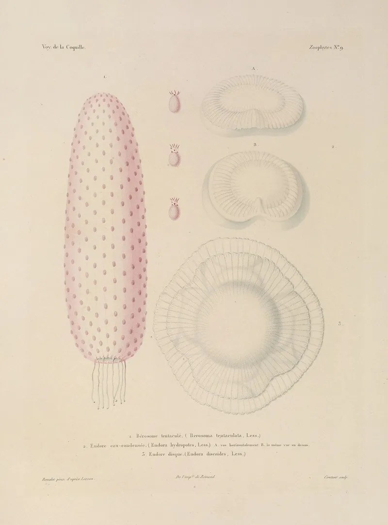 Voyage Autour Du Monde Pl 096 Wall Art by Louis-Isidore Duperrey - High-Resolution Digital Print