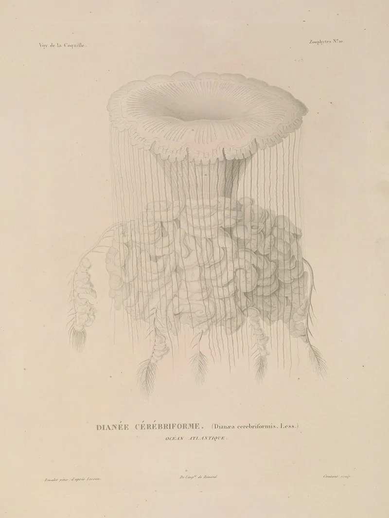 Voyage Autour Du Monde Pl 097 Wall Art by Louis-Isidore Duperrey - High-Resolution Digital Print