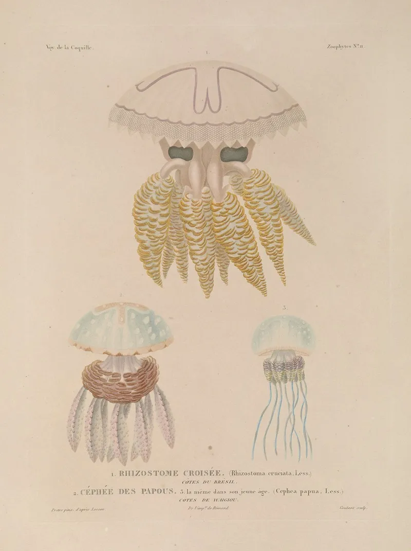 Voyage Autour Du Monde Pl 098 Wall Art by Louis-Isidore Duperrey - High-Resolution Digital Print