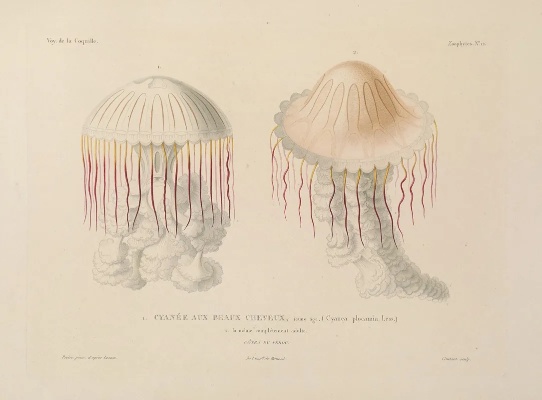 Voyage Autour Du Monde Pl 099 Wall Art by Louis-Isidore Duperrey - High-Resolution Digital Print