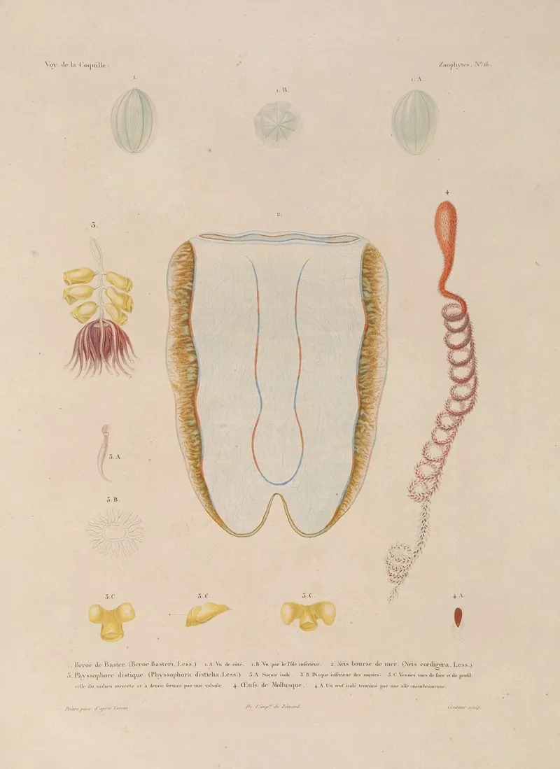 Voyage Autour Du Monde Pl 103 Wall Art by Louis-Isidore Duperrey - High-Resolution Digital Print