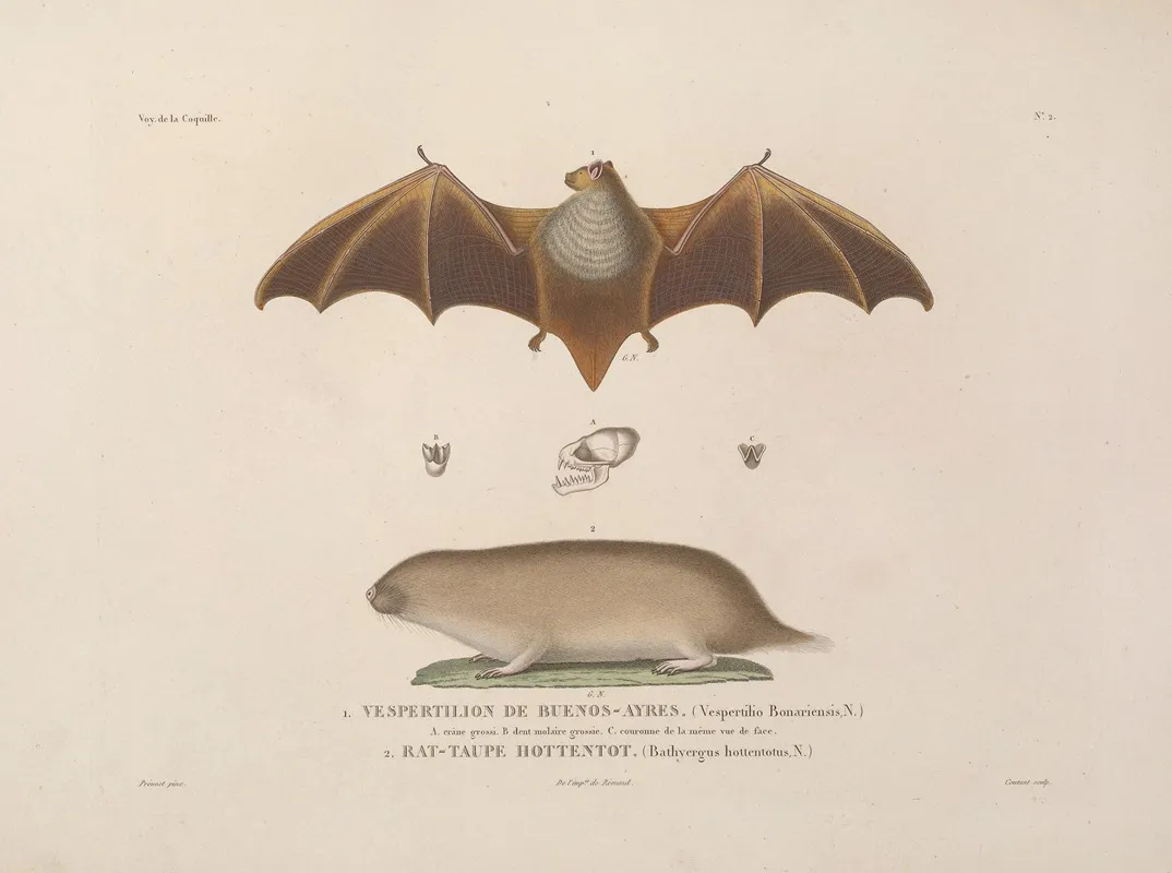 Voyage Autour Du Monde Pl 105 Wall Art by Louis-Isidore Duperrey - High-Resolution Digital Print