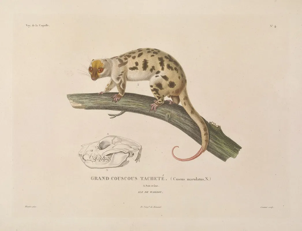 Voyage Autour Du Monde Pl 107 Wall Art by Louis-Isidore Duperrey - High-Resolution Digital Print