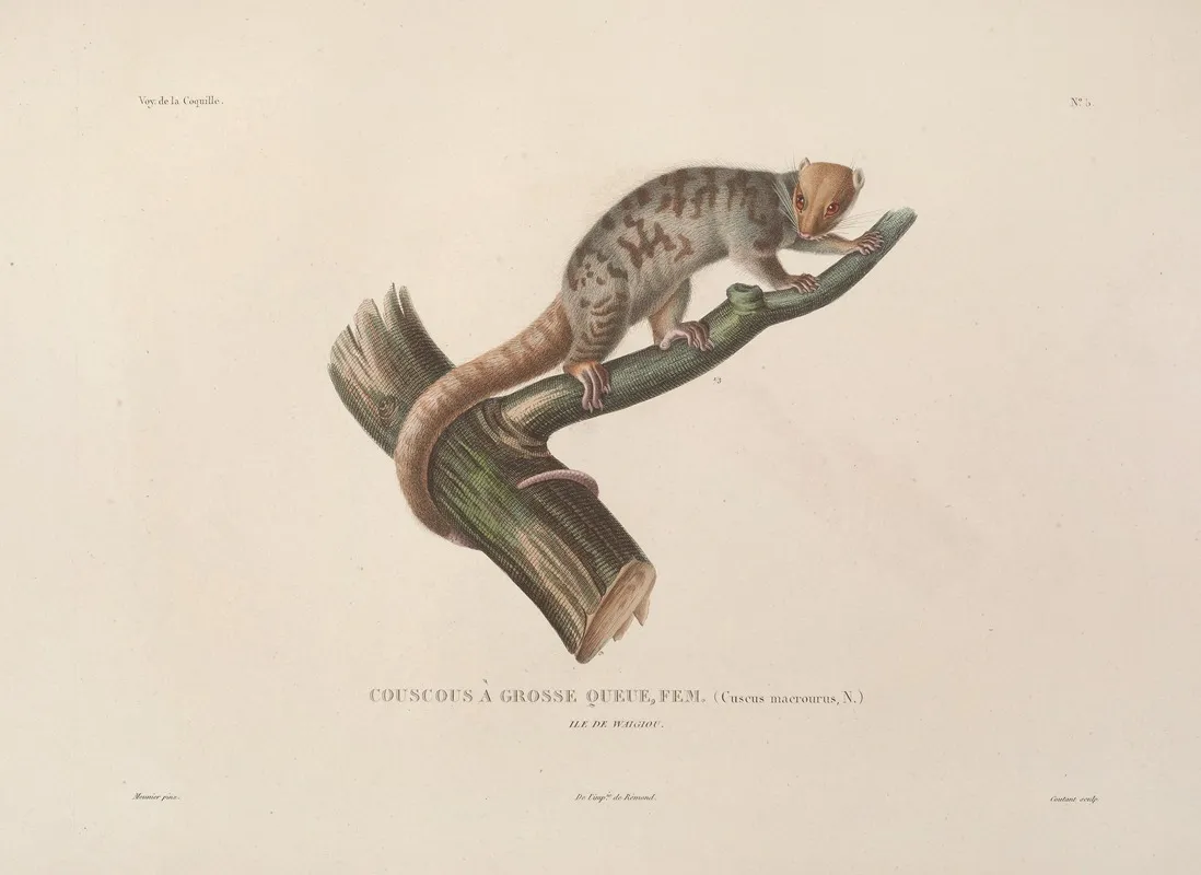 Voyage Autour Du Monde Pl 108 Wall Art by Louis-Isidore Duperrey - High-Resolution Digital Print