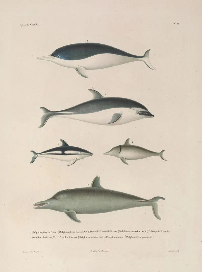 Voyage Autour Du Monde Pl 112 Wall Art by Louis-Isidore Duperrey - High-Resolution Digital Print