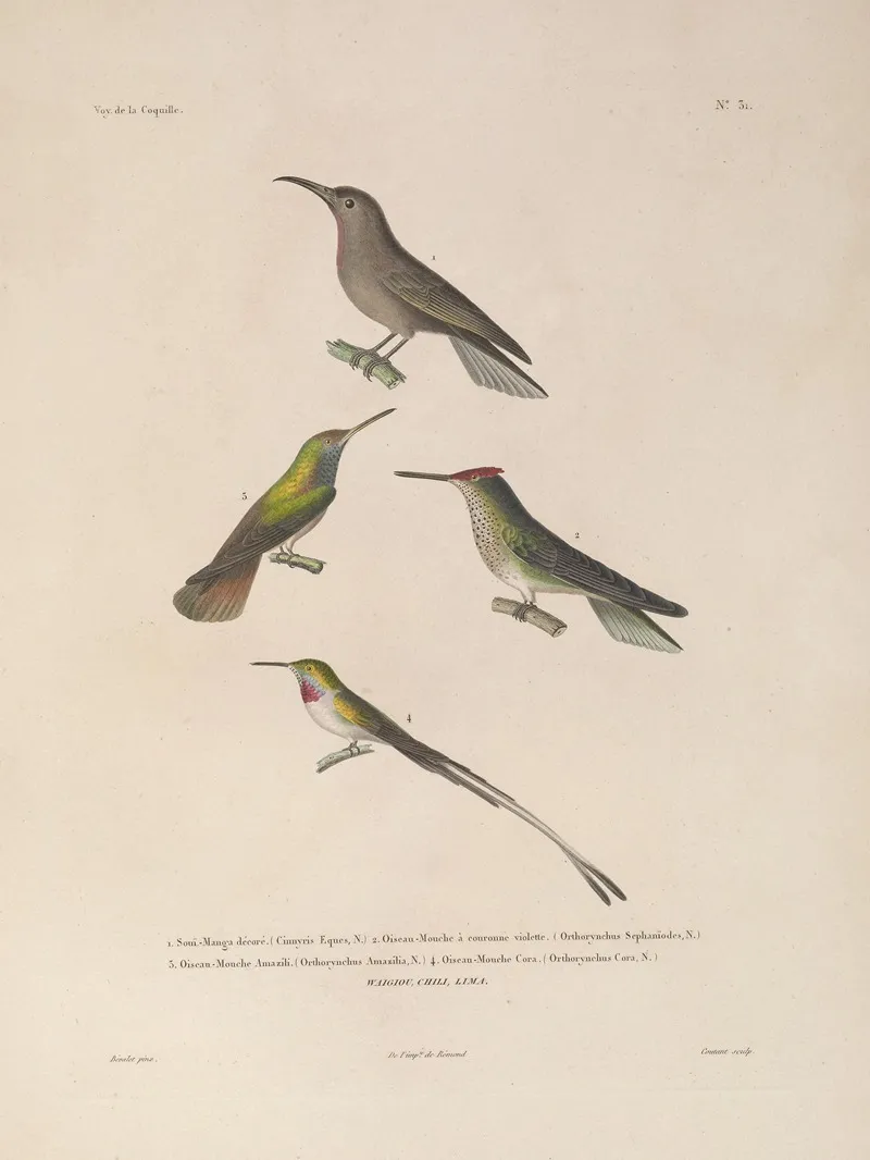 Voyage Autour Du Monde Pl 135 Wall Art by Louis-Isidore Duperrey - High-Resolution Digital Print