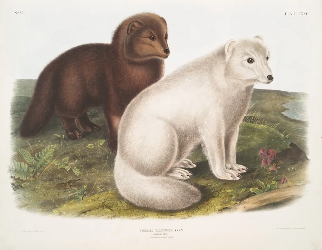Vulpes Lagopus Arctic Fox Winter Summer Pelage Wall Art by John Woodhouse Audubon - High-Resolution Digital Print