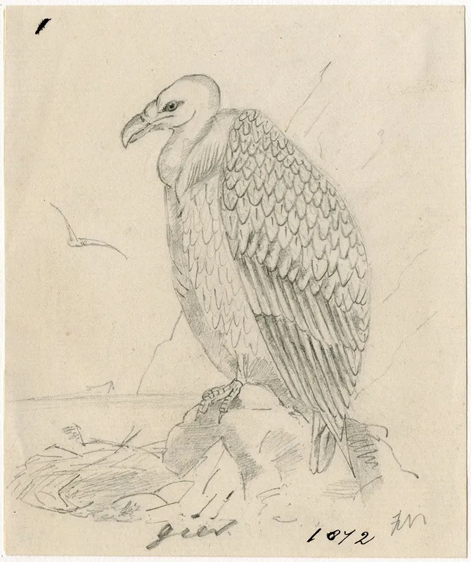 Vulture 2